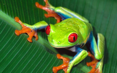 The Red Eyed Tree Frog from Central America